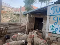 Qoç, Qoyunlar — foto 2