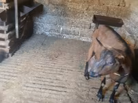 3 AZN-e Keci sudu satilir!!Tam tebiyi ve faydali.(catdirilma var ) — Foto 1