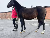 Égua, Akhal-Teke — foto 3