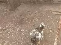 Chickens — foto 1