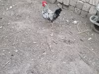 Chickens — photo 4