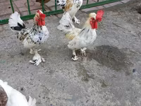 Yapon Bantam — foto 2