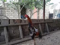 Chickens — foto 1