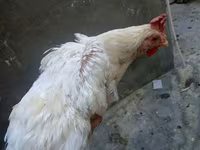 Chickens — photo 4
