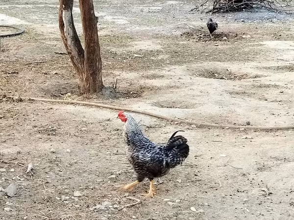 Chickens — Azerbaijan