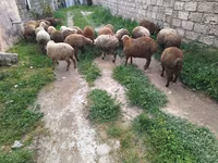 Qoyun, Qoyunlar — foto 1