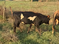 Vaca, Ganado vacuno — foto 2