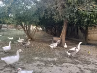 Geese — 照片 1