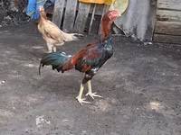 Chickens — photo 4