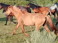 Koń, North Swedish horse — zdjęcie 2