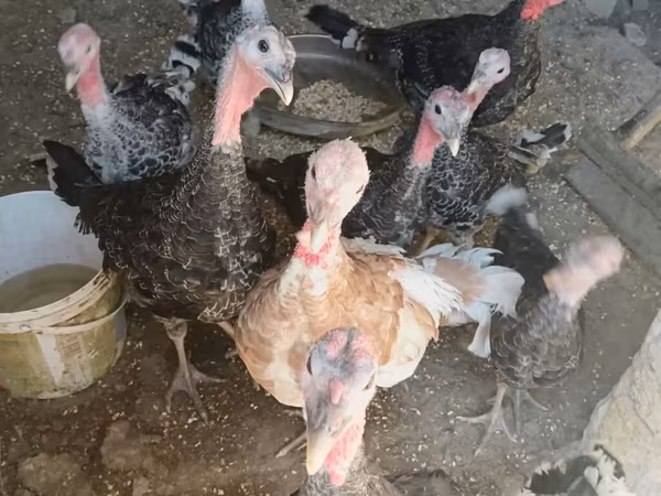 Turkeys — Azerbaijan