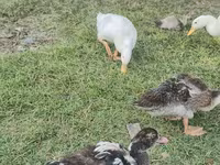 Domestic Muscovy — photo 8
