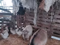 Goat, Nubian Goat — photo 3