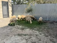 Qoç, Qoyunlar — foto 1