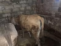 मवेशी (लॉट, लिंग निर्दिष्ट नहीं), मवेशी — फ़ोटो 1