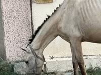 母马, Azerbaijan horse — 照片 3