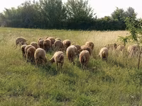 Ram, Sheep — photo 3