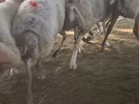 Sheep, Sheep — photo 4
