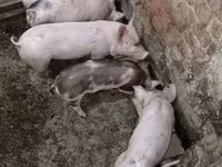 Prasata (šarže, pohlaví neuvedeno) — foto 2