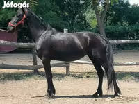 Égua, Friesian — foto 3