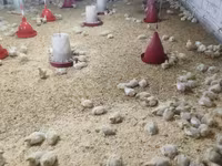 Chickens — 照片 2