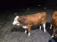 Touro, Swiss cattle — foto 1