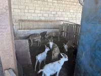 बकरियाँ (लॉट, लिंग निर्दिष्ट नहीं), Alpine goat — फ़ोटो 5