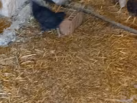 Chickens — foto 5