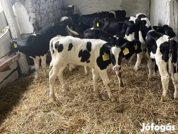 Byk, Russian Black pied cattle