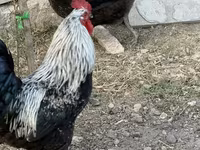 Chickens — photo 5