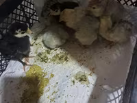 Turkeys — photo 1