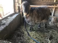 عنزة, Beetal goats — الصورة 2