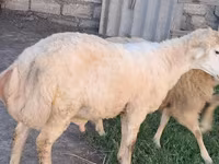 Ram, Sheep — photo 3