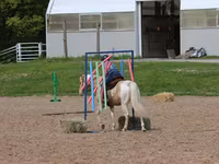 Caballo, American paint horse — foto 6