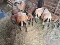 母羊, Cameroon sheep — 照片 4