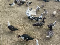 Ducks — photo 3