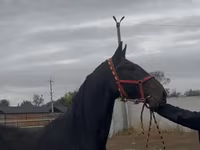 Koń, Orlov Trotter — zdjęcie 7