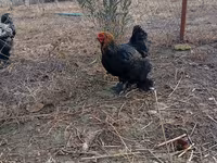 Brahma — foto 3