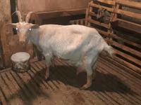 3 AZN-e Keci sudu satilir!!Tam tebiyi ve faydali.(catdirilma var ) — Foto 2