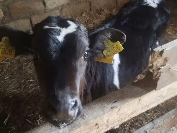 Buğa, Russian Black pied cattle — Azərbaycan