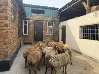 Beran, Rhon sheep — foto 5