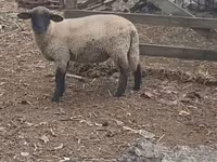 公羊, White Suffolk sheep — 照片 2