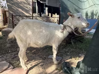 Cabra, Russian White goat — foto 6
