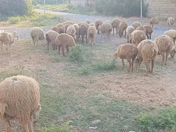 Qoyunlar (partiya, cinsi göstərilməyib), Qoyunlar