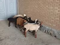 Qoyunlar (partiya, cinsi göstərilməyib), Qoyunlar — foto 2