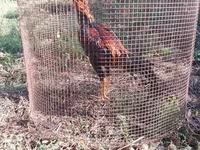Chickens — फ़ोटो 5