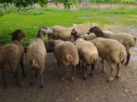 Ram, Sheep — photo 4