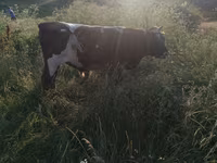 Byk, Russian Black pied cattle — zdjęcie 4