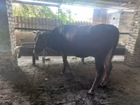 Buğa, Red Estonian cattle — foto 1