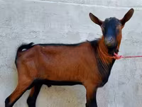 Billy Goat, Alpine goat — photo 1